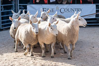 Border Cheviot Ewes-37
